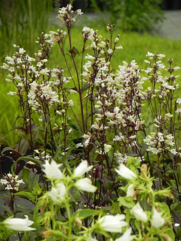 Penstemon digitalis ‘Husker Red’
