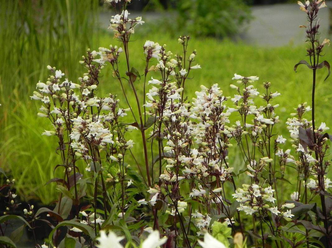 Penstemon digitalis ‘Husker Red’