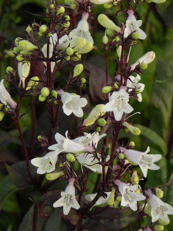 Penstemon digitalis ‘Husker Red’