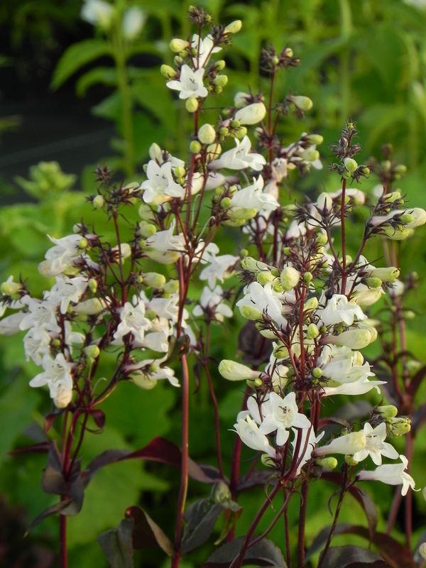 Penstemon digitalis ‘Husker Red’