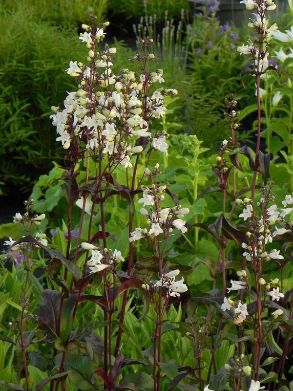 Penstemon digitalis ‘Husker Red’