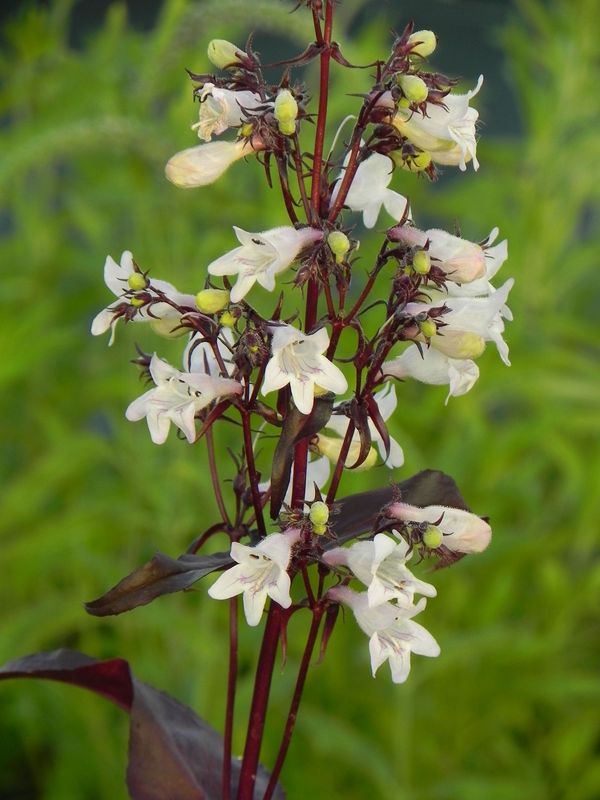 Penstemon digitalis ‘Husker Red’