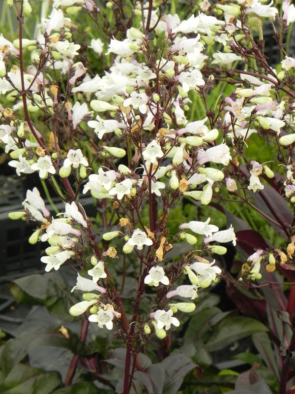 Penstemon digitalis ‘Onyx and Pearls’