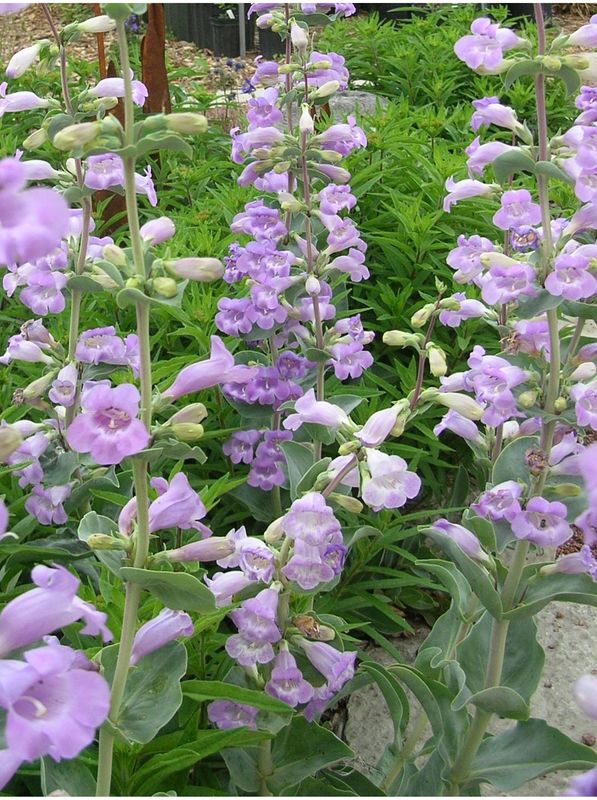 Penstemon grandiflorus
