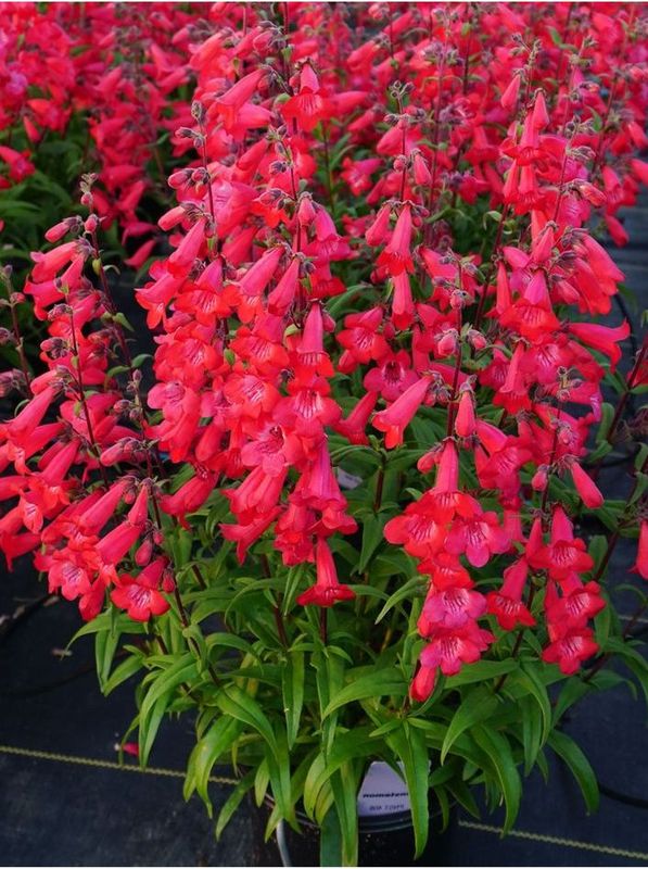 Penstemon hartwegii ‘Quartz Red’