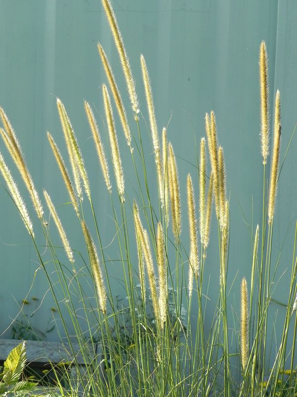 Pennisetum macrourum