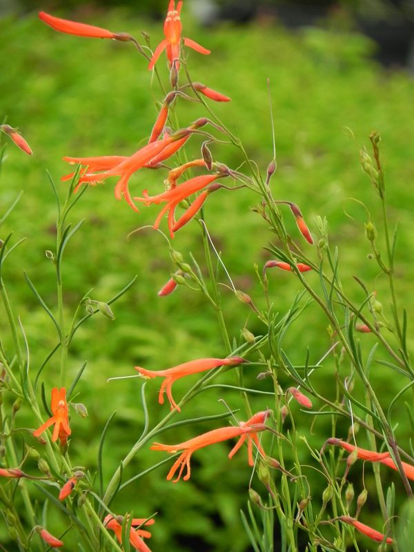 Penstemon pinifolius