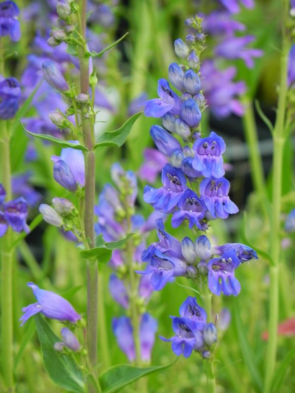 Penstemon strictus