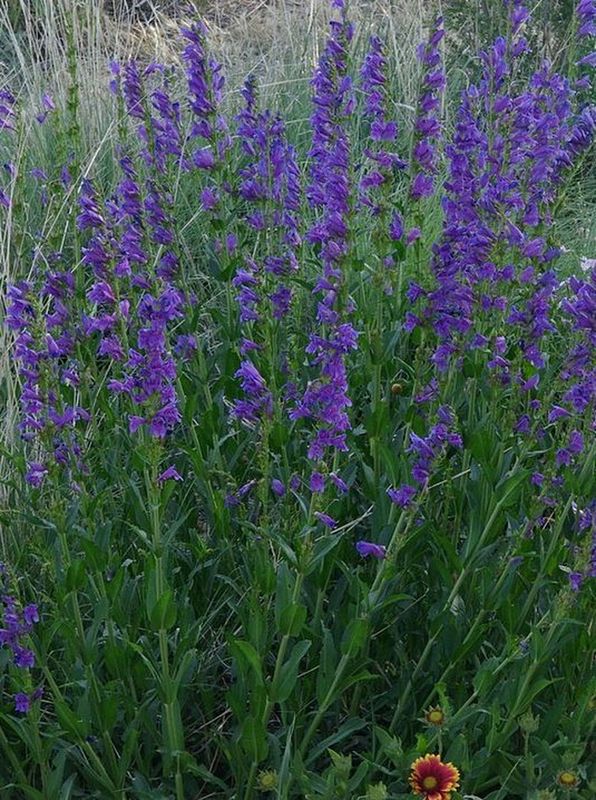 Penstemon strictus ‘Bandera’