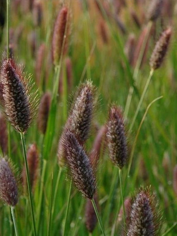 Pennisetum thunbergii ‘Red Buttons’