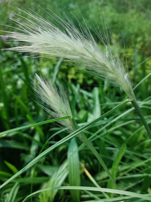 Pennisetum villosum ‘White Ladies’