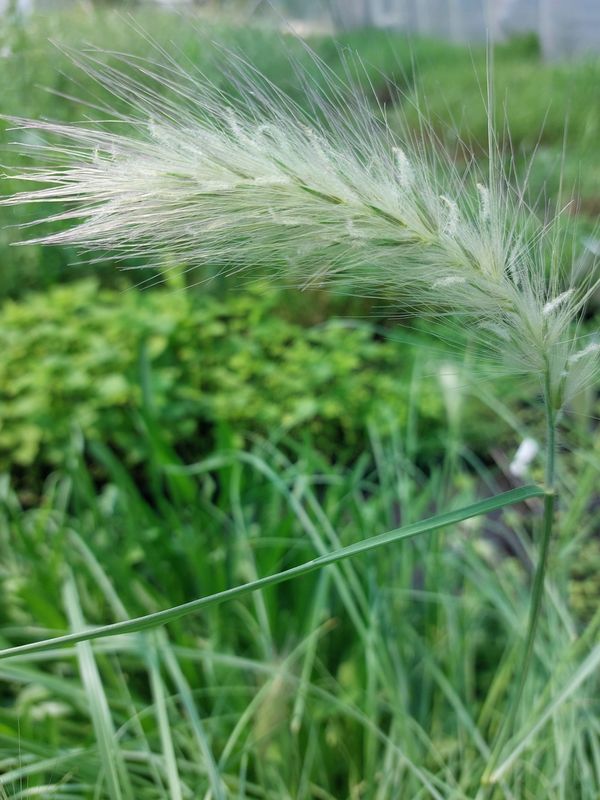 Pennisetum villosum ‘White Ladies’