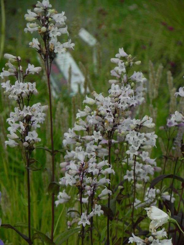 Penstemon ‘Dark Towers’