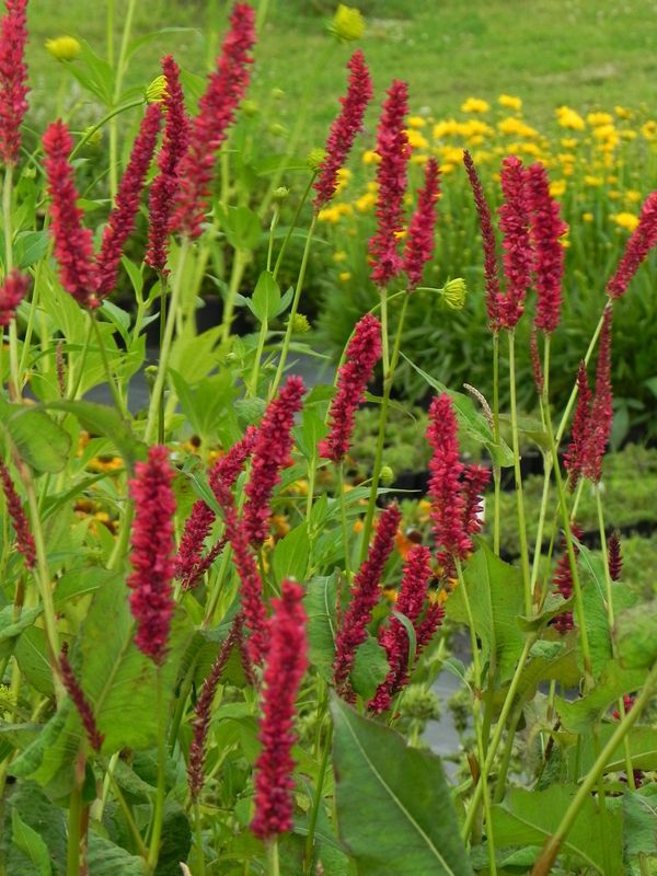 Persicaria amplexicaulis ‘Fat Domino’