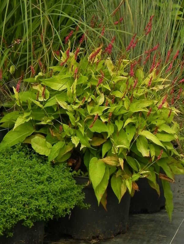 Persicaria amplexicaulis ‘Golden Arrow’