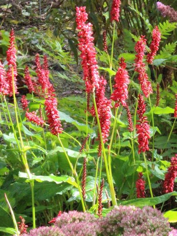 Persicaria amplexicaulis ‘JS Caliente’
