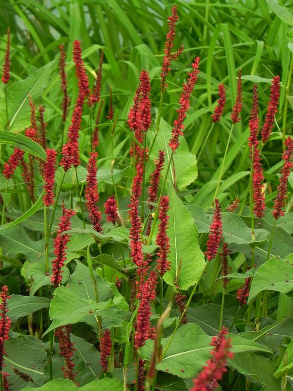 Persicaria amplexicaulis ‘Blackfield’
