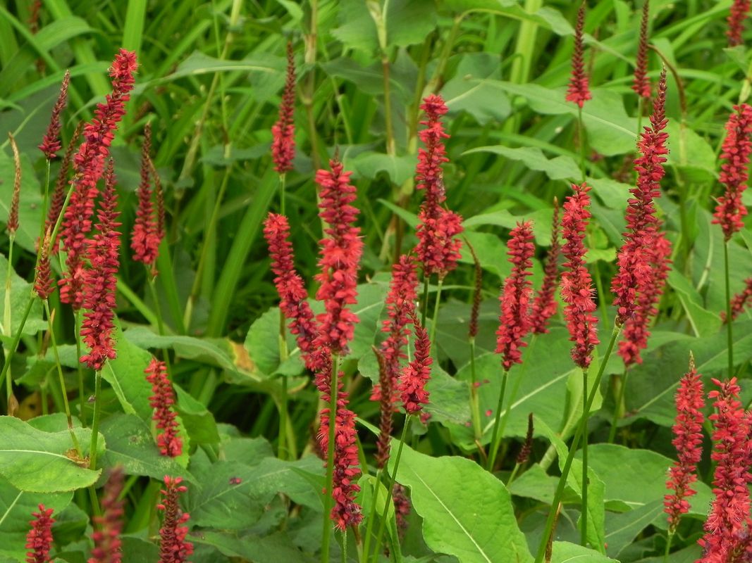 Persicaria amplexicaulis ‘Blackfield’