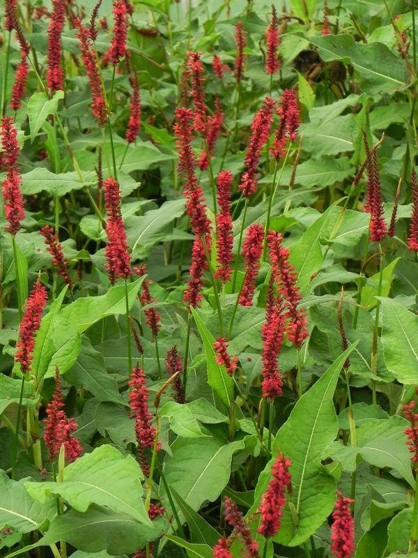 Persicaria amplexicaulis ‘Blackfield’