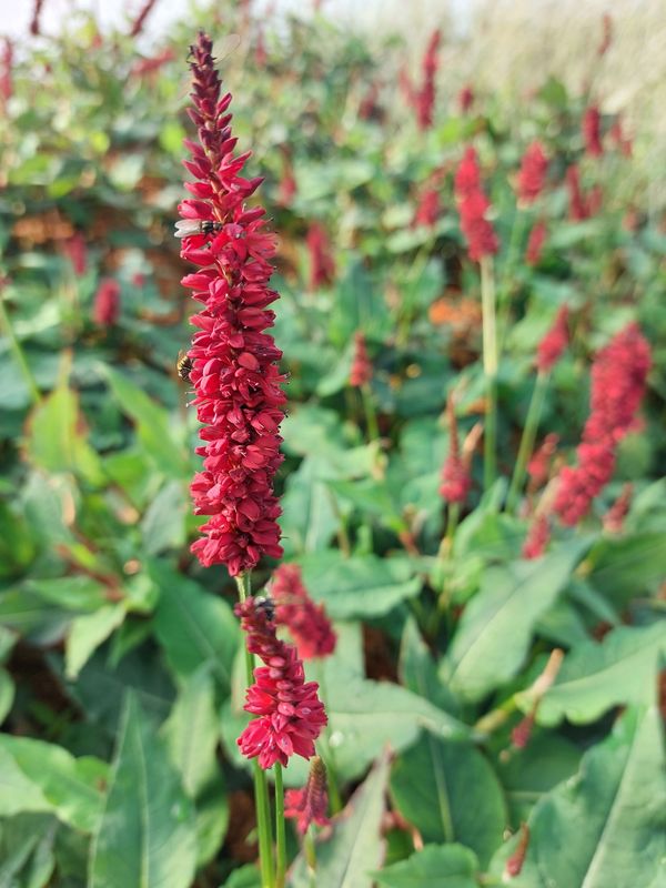 Persicaria amplexicaulis ‘Blackfield’