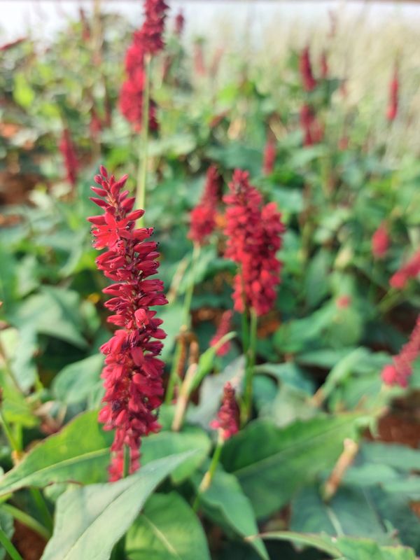 Persicaria amplexicaulis ‘Blackfield’