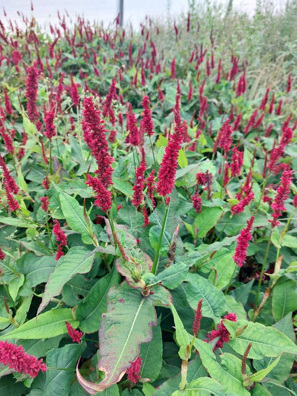 Persicaria amplexicaulis ‘Blackfield’