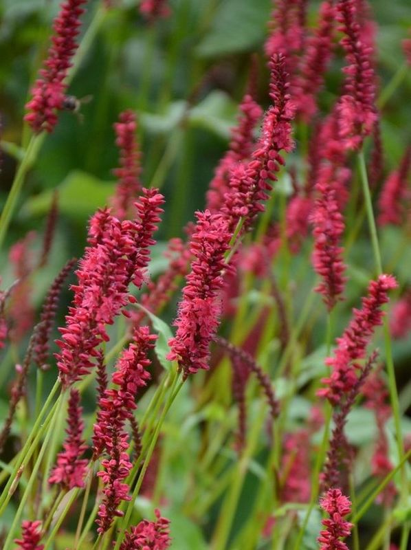 Persicaria amplexicaulis ‘Dark Red’