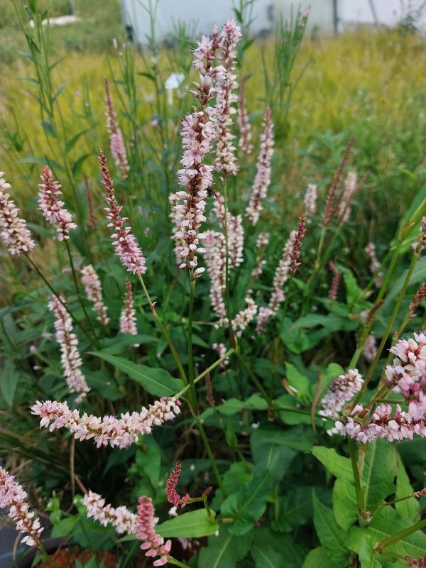 Persicaria amplexicaulis ‘JS Misty Morning’