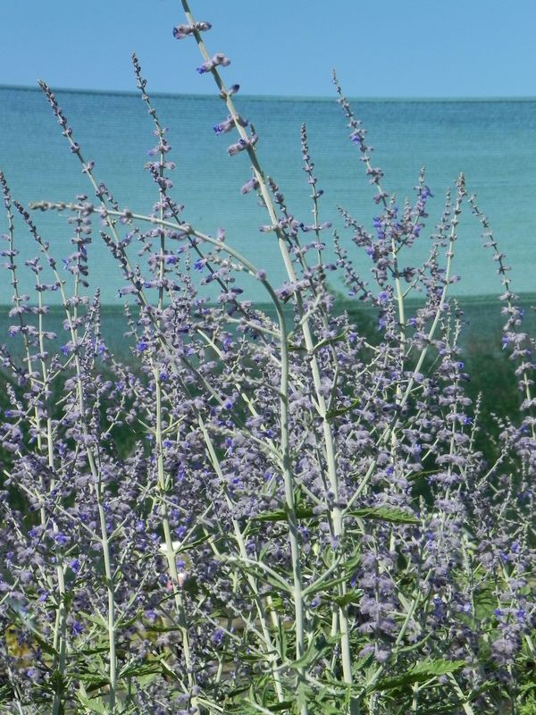 Perovskia atriplicifolia