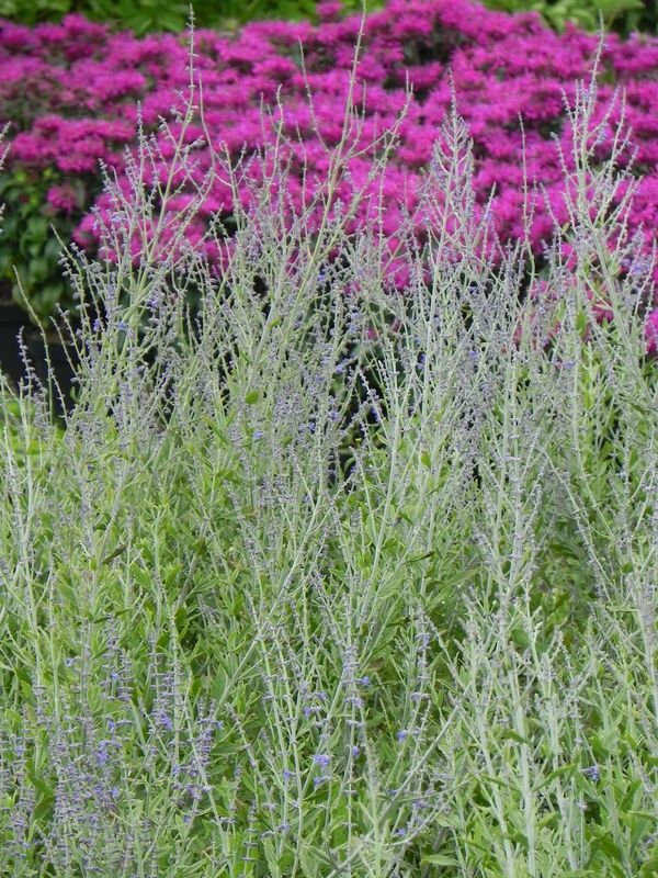 Perovskia atriplicifolia ‘Blue Steel’