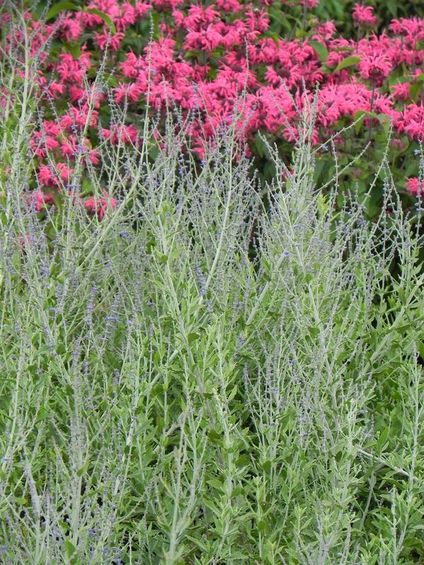 Perovskia atriplicifolia ‘Blue Steel’