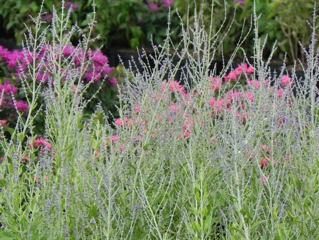Perovskia atriplicifolia ‘Blue Steel’