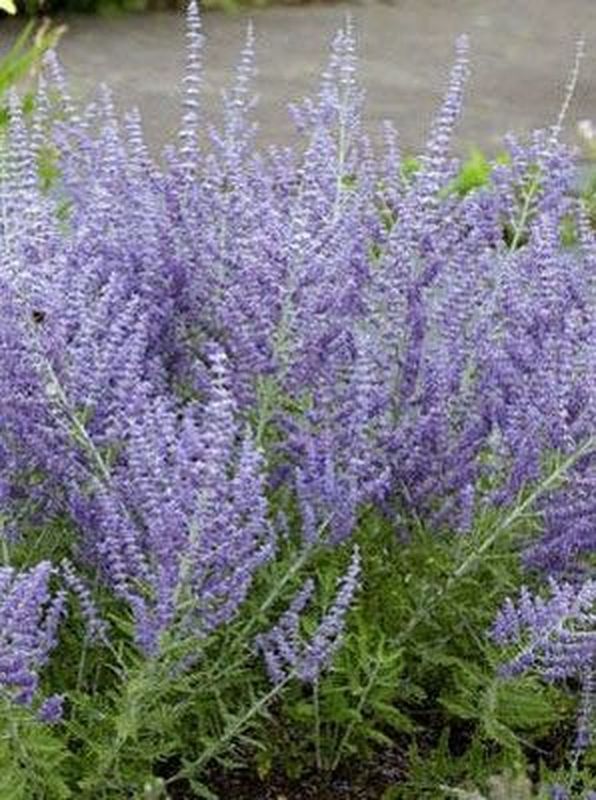 Perovskia atriplicifolia ‘Lacey Blue’