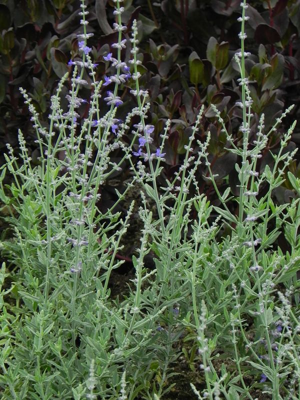 Perovskia atriplicifolia ‘Rocketman’