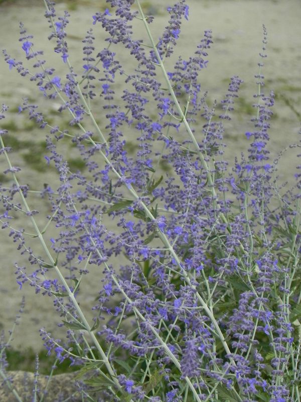 Perovskia atriplicifolia ‘Russian Sage’