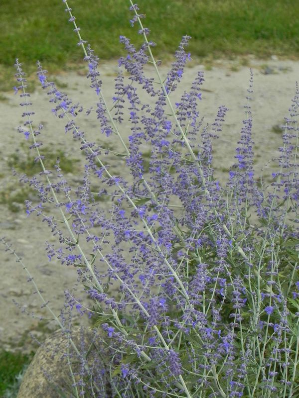 Perovskia atriplicifolia ‘Russian Sage’