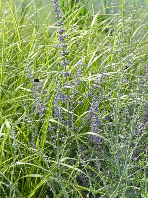 Perovskia atriplicifolia ‘Russian Sage’