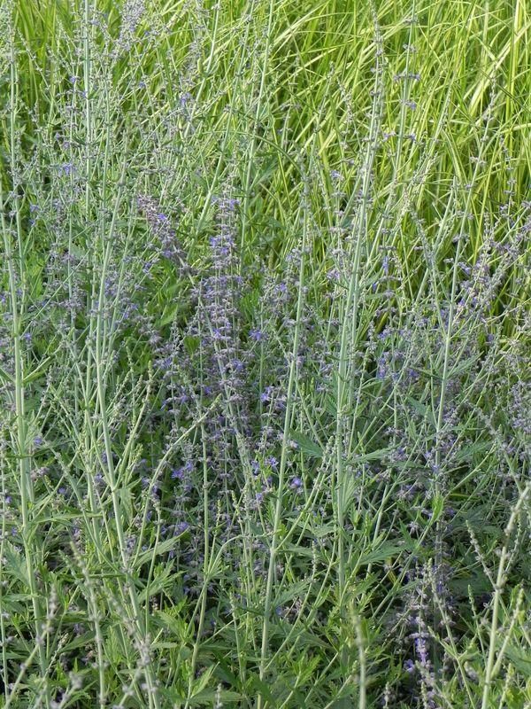 Perovskia atriplicifolia ‘Russian Sage’