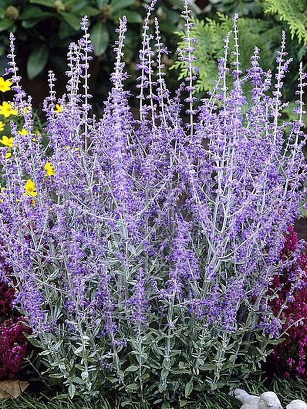 Perovskia atriplicifolia ‘Little Spire®’