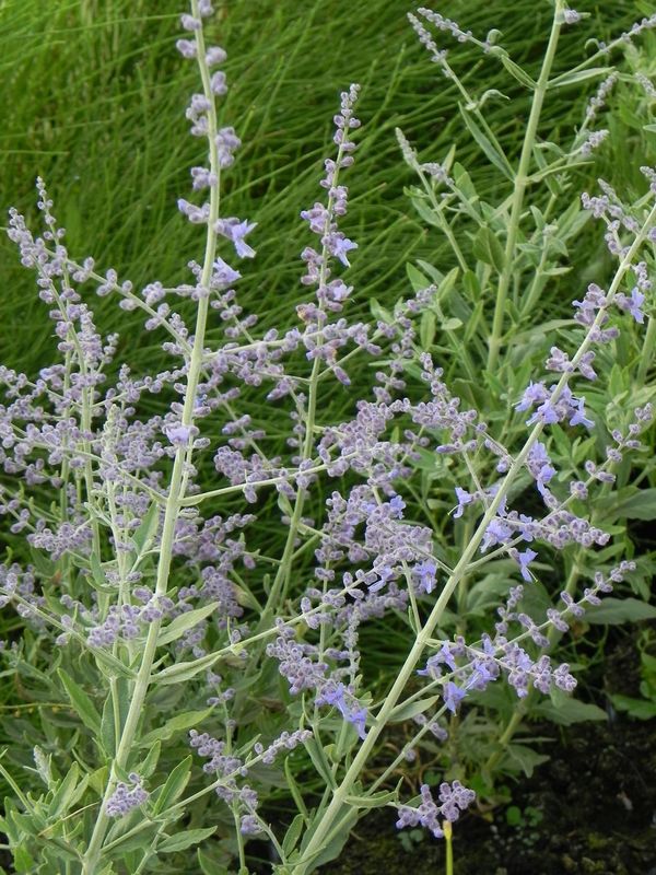 Perovskia atriplicifolia ‘Bluesette’
