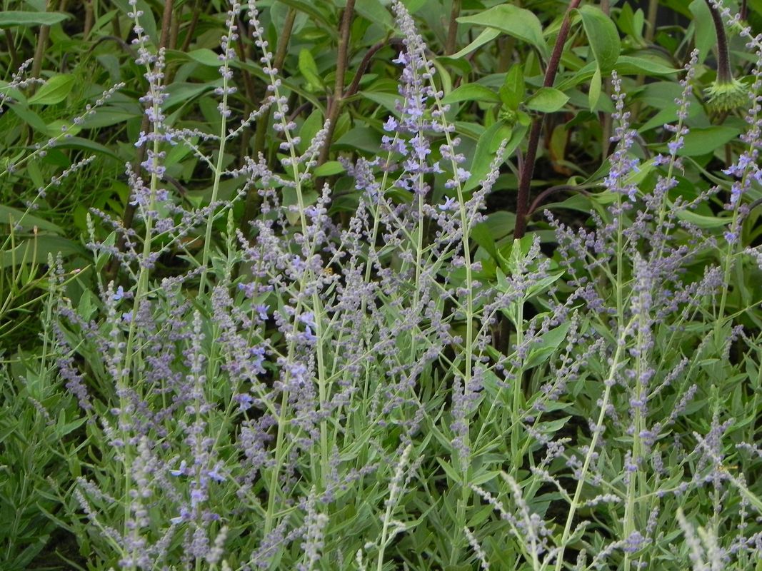 Perovskia atriplicifolia ‘Bluesette’