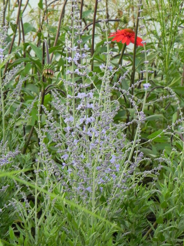 Perovskia atriplicifolia ‘Bluesette’