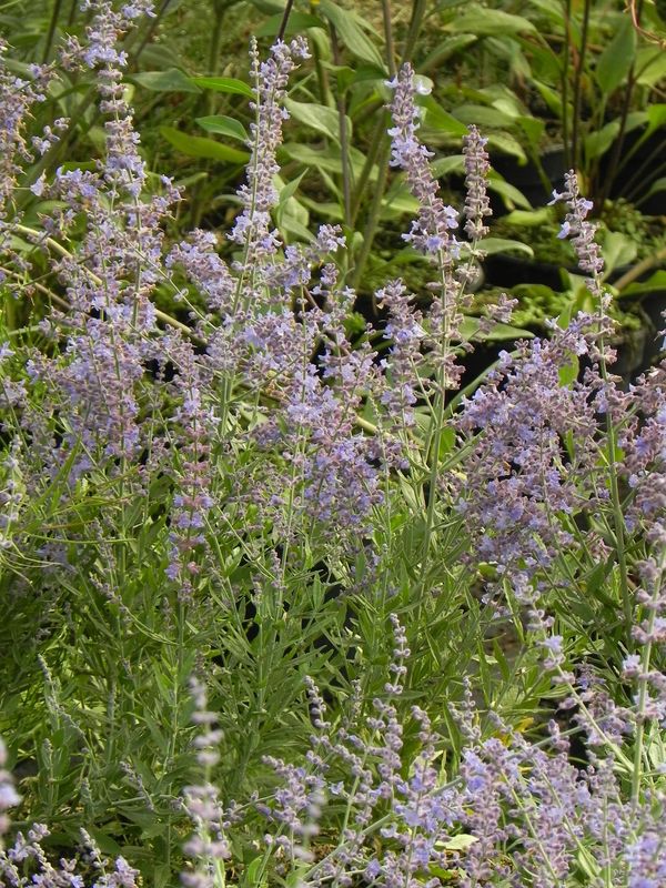 Perovskia atriplicifolia ‘Bluesette’