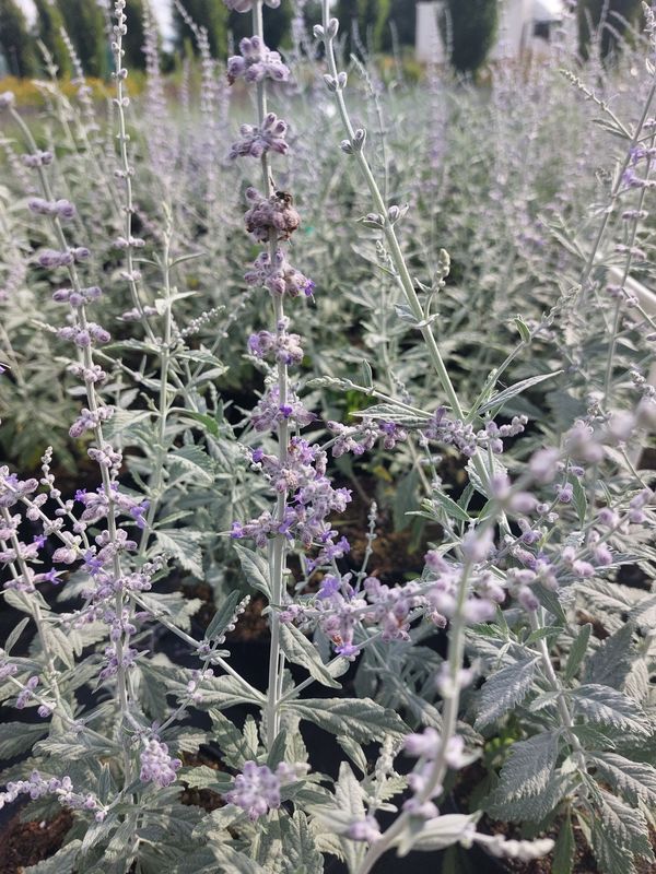 Perovskia atriplicifolia ‘Silver Blue’