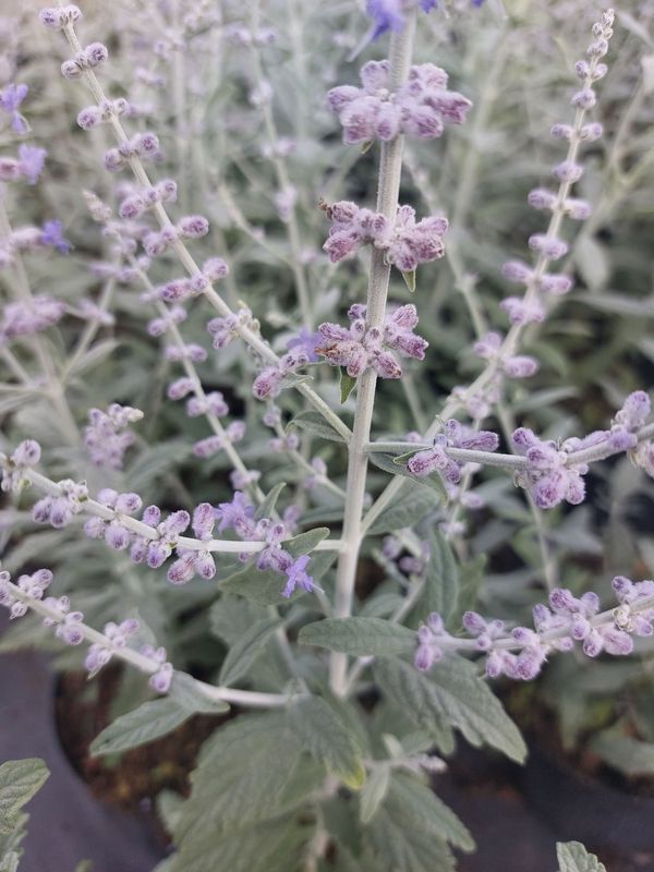 Perovskia atriplicifolia ‘Silver Blue’