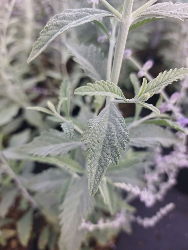 Perovskia atriplicifolia ‘Silver Blue’