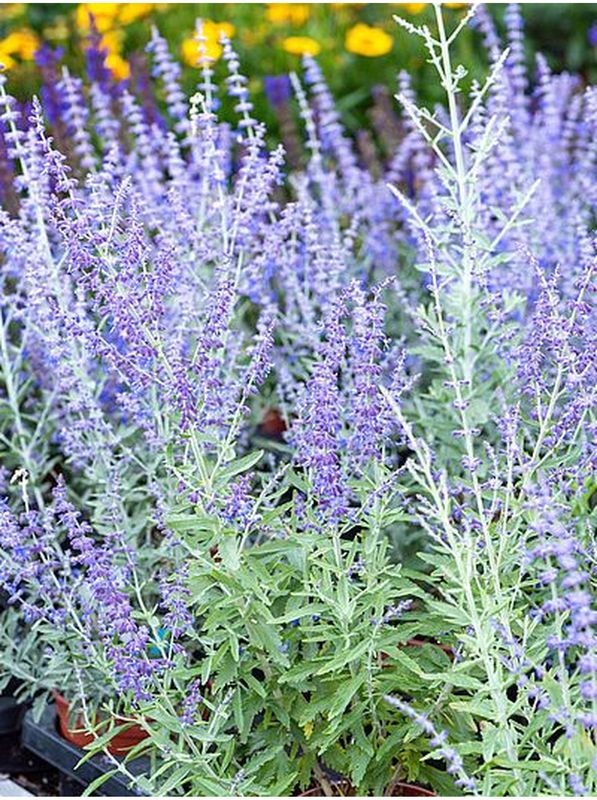 Perovskia atriplicifolia ‘Zasha’