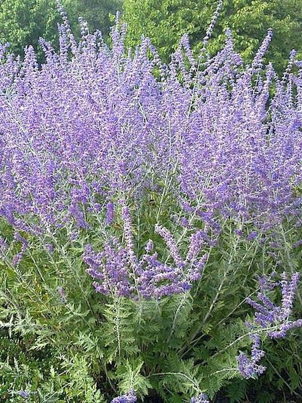 Perovskia atriplicifolia ‘Blue Spire’