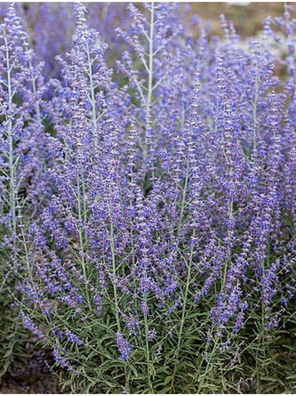 Perovskia atriplicifolia ‘Jelena’