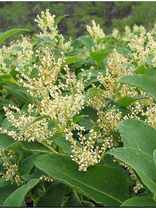 Persicaria weyrichii